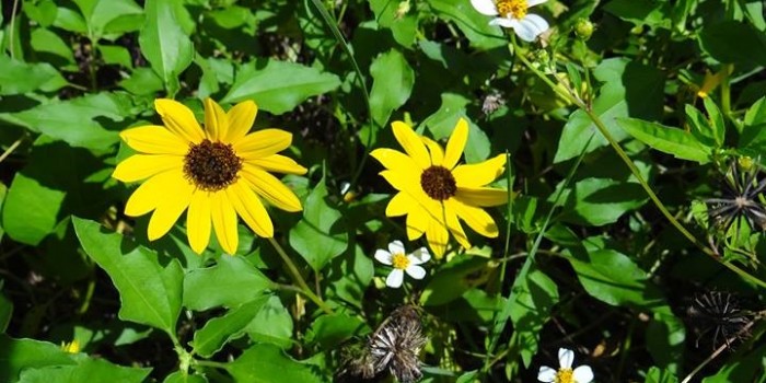 Photos of Nature in Robinson Preserve Bradenton Florida!