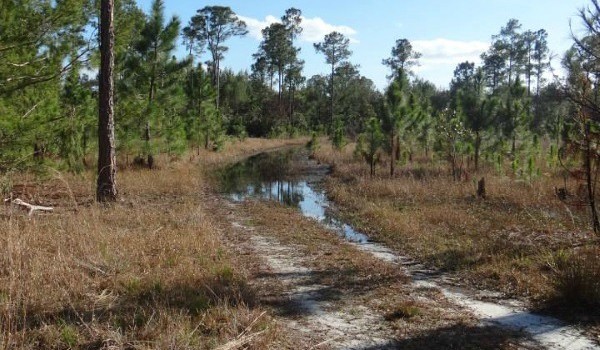 Visit to the Geneva Wilderness Area and Ed Yarborough Nature Center!