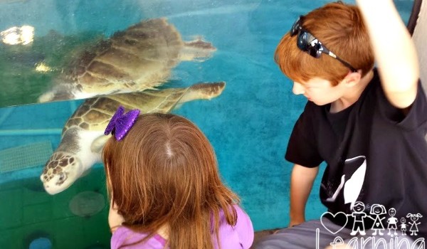 Family Visit To Mote Marine Laboratory and Aquarium in Sarasota and the OH BABY Exhibit!